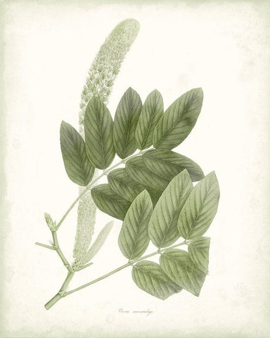 Sage Botanical IV White Modern Wood Framed Art Print with Double Matting by Vision Studio