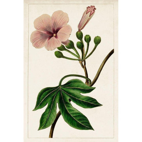 Mauve Botanicals I White Modern Wood Framed Art Print by Unknown