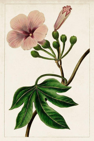 Mauve Botanicals I White Modern Wood Framed Art Print with Double Matting by Unknown