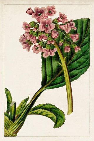 Mauve Botanicals II White Modern Wood Framed Art Print with Double Matting by Unknown