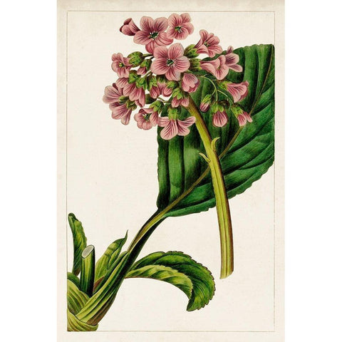 Mauve Botanicals II White Modern Wood Framed Art Print by Unknown
