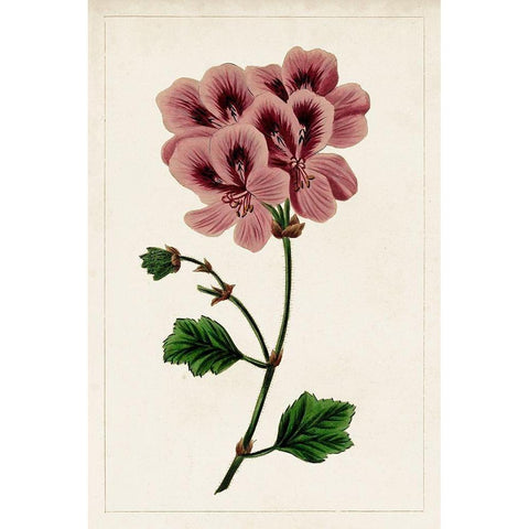 Mauve Botanicals III White Modern Wood Framed Art Print by Unknown