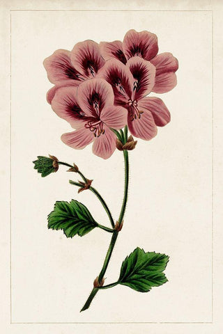 Mauve Botanicals III White Modern Wood Framed Art Print with Double Matting by Unknown