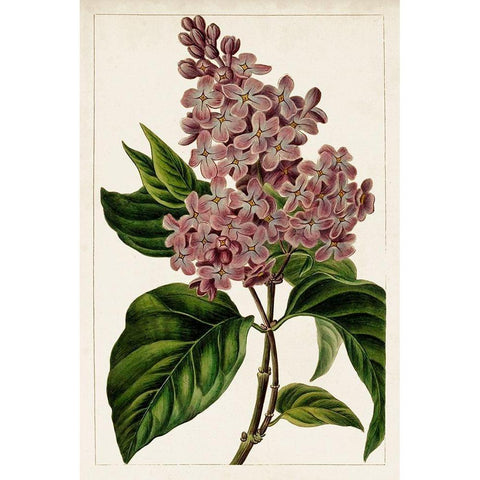 Mauve Botanicals IV White Modern Wood Framed Art Print by Unknown