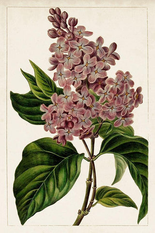 Mauve Botanicals IV White Modern Wood Framed Art Print with Double Matting by Unknown