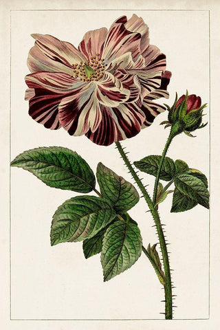 Mauve Botanicals V Black Ornate Wood Framed Art Print with Double Matting by Unknown