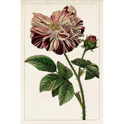 Mauve Botanicals V Gold Ornate Wood Framed Art Print with Double Matting by Unknown