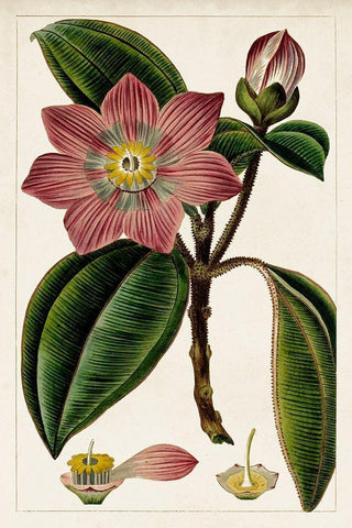 Mauve Botanicals VI White Modern Wood Framed Art Print with Double Matting by Unknown