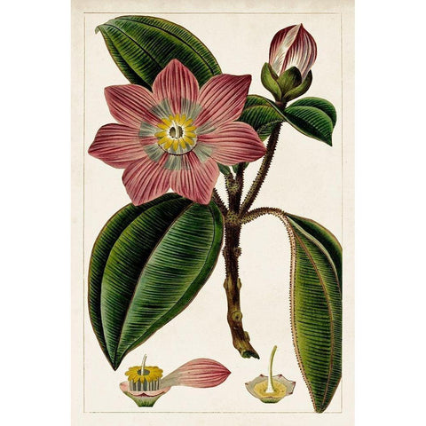 Mauve Botanicals VI White Modern Wood Framed Art Print by Unknown