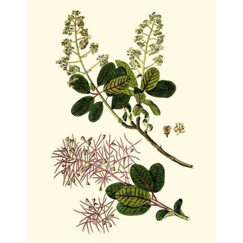 Olive Greenery I White Modern Wood Framed Art Print by Unknown