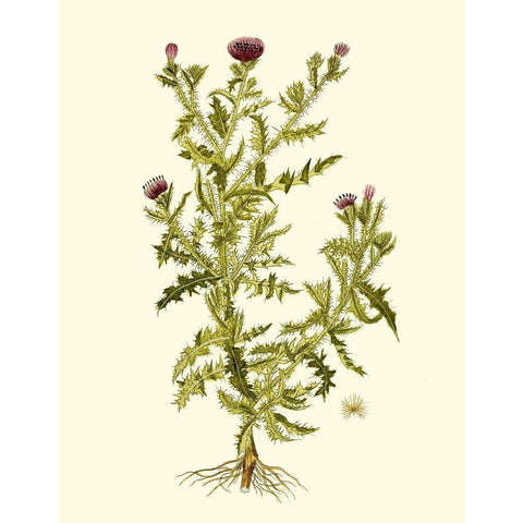 Olive Greenery II White Modern Wood Framed Art Print by Unknown