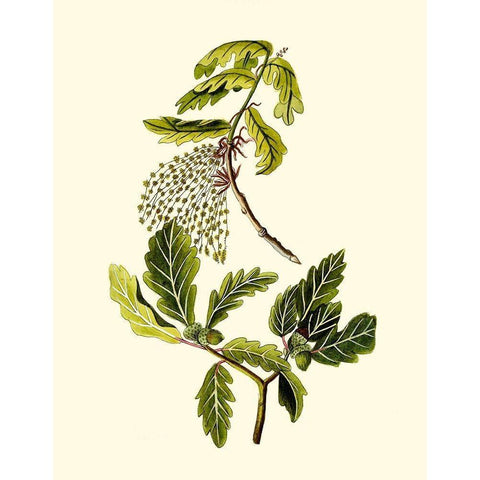 Olive Greenery III White Modern Wood Framed Art Print by Unknown