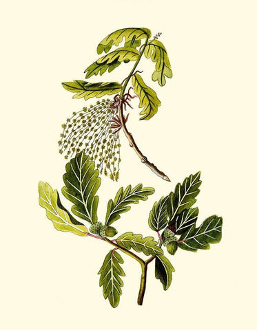 Olive Greenery III White Modern Wood Framed Art Print with Double Matting by Unknown