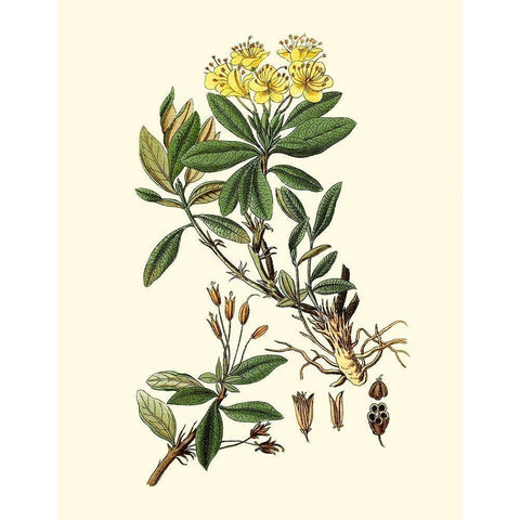 Olive Greenery IV Black Modern Wood Framed Art Print with Double Matting by Unknown