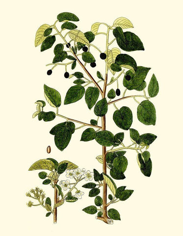 Olive Greenery V White Modern Wood Framed Art Print with Double Matting by Unknown