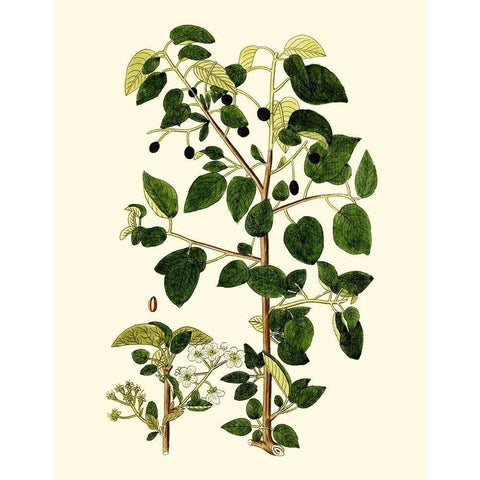 Olive Greenery V White Modern Wood Framed Art Print by Unknown