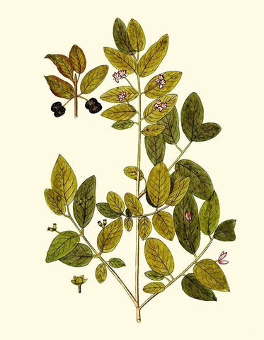 Olive Greenery VII Black Ornate Wood Framed Art Print with Double Matting by Unknown