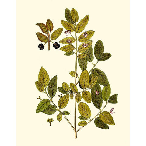Olive Greenery VII White Modern Wood Framed Art Print by Unknown