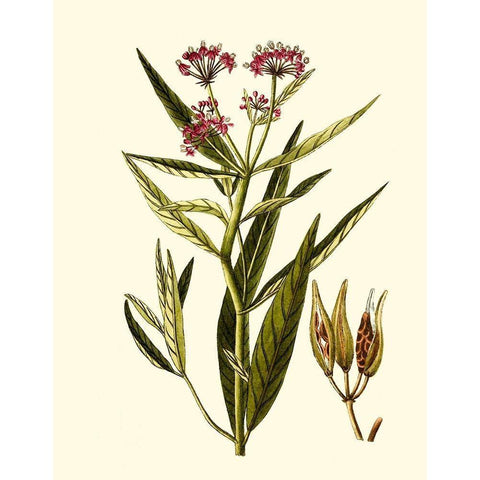Olive Greenery VIII Gold Ornate Wood Framed Art Print with Double Matting by Unknown