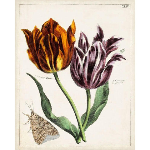 Tulip Classics I White Modern Wood Framed Art Print by Unknown
