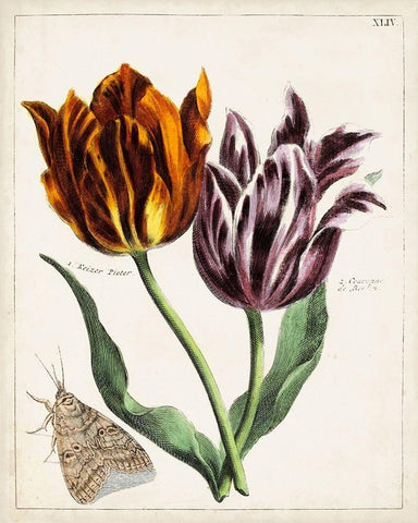Tulip Classics I White Modern Wood Framed Art Print with Double Matting by Unknown