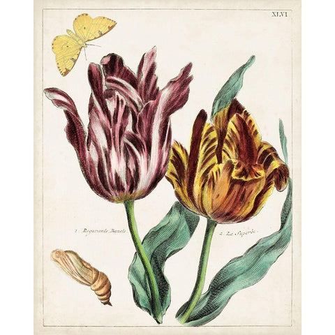 Tulip Classics II White Modern Wood Framed Art Print by Unknown