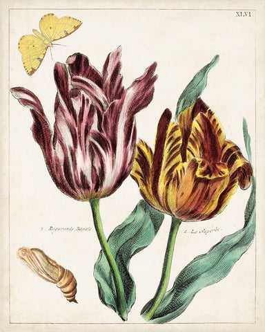 Tulip Classics II Black Ornate Wood Framed Art Print with Double Matting by Unknown