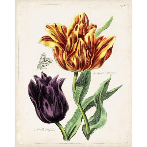 Tulip Classics III White Modern Wood Framed Art Print by Unknown