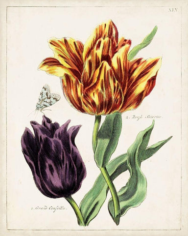 Tulip Classics III White Modern Wood Framed Art Print with Double Matting by Unknown