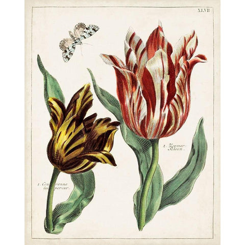 Tulip Classics IV White Modern Wood Framed Art Print by Unknown