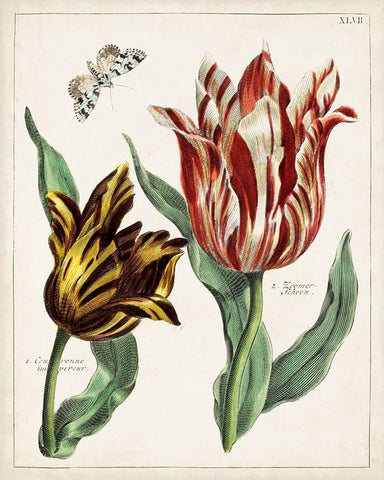 Tulip Classics IV White Modern Wood Framed Art Print with Double Matting by Unknown