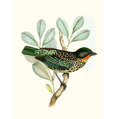 On Perch I White Modern Wood Framed Art Print by Unknown