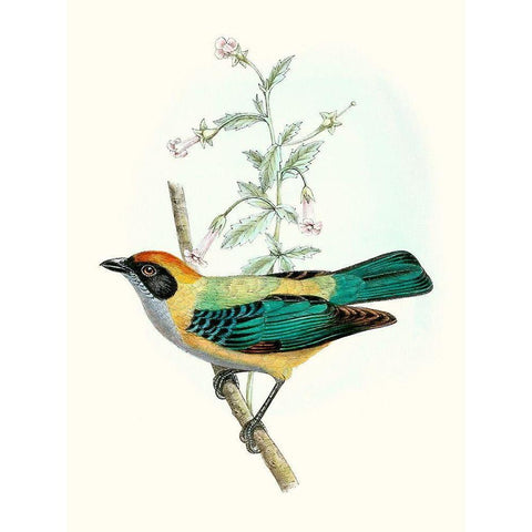 On Perch II White Modern Wood Framed Art Print by Unknown