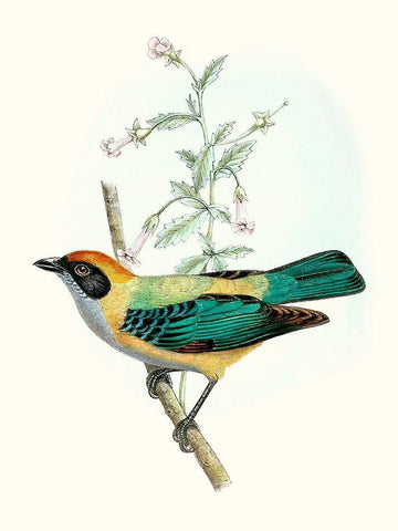 On Perch II Black Ornate Wood Framed Art Print with Double Matting by Unknown