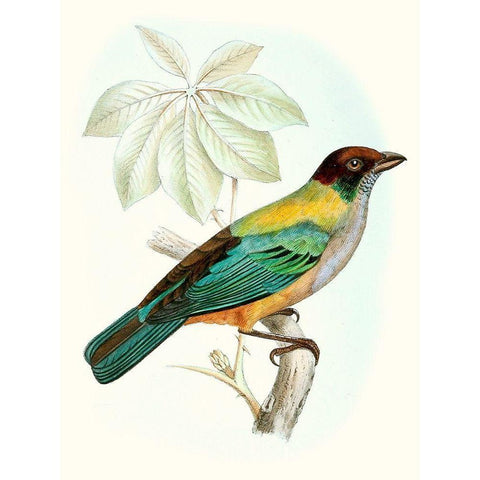 On Perch III White Modern Wood Framed Art Print by Unknown
