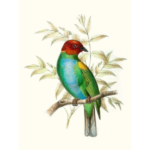 On Perch IV White Modern Wood Framed Art Print by Unknown