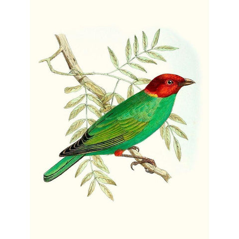 On Perch V White Modern Wood Framed Art Print by Unknown