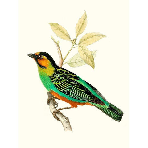 On Perch VI White Modern Wood Framed Art Print by Unknown