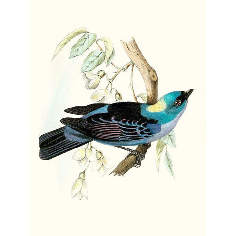On Perch VII White Modern Wood Framed Art Print by Unknown