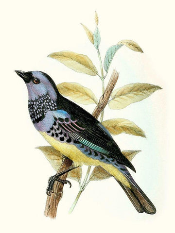 On Perch VIII White Modern Wood Framed Art Print with Double Matting by Unknown