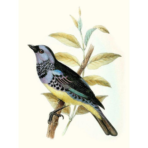 On Perch VIII White Modern Wood Framed Art Print by Unknown