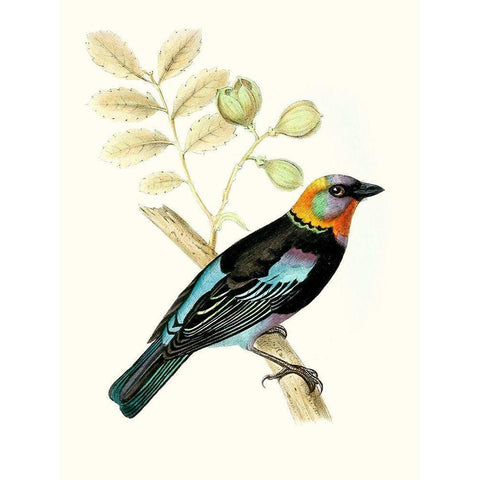 On Perch IX White Modern Wood Framed Art Print by Unknown