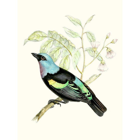 On Perch X White Modern Wood Framed Art Print by Unknown