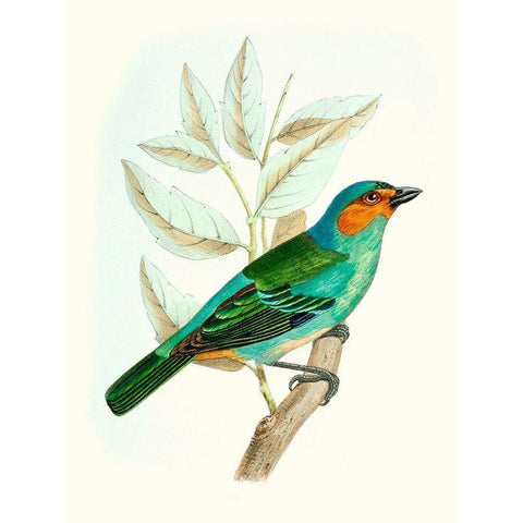 On Perch XI White Modern Wood Framed Art Print by Unknown