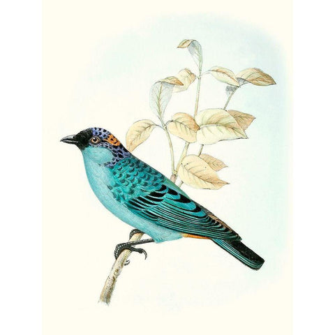 On Perch XII White Modern Wood Framed Art Print by Unknown