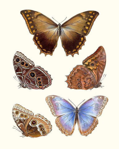 Violet Butterflies I White Modern Wood Framed Art Print with Double Matting by Unknown