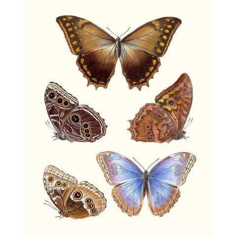 Violet Butterflies I White Modern Wood Framed Art Print by Unknown