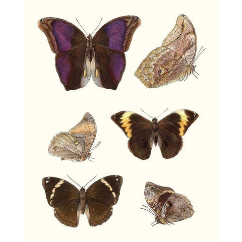 Violet Butterflies II White Modern Wood Framed Art Print by Unknown