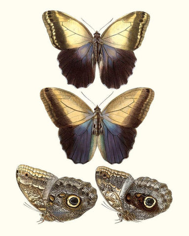 Violet Butterflies III Black Ornate Wood Framed Art Print with Double Matting by Unknown