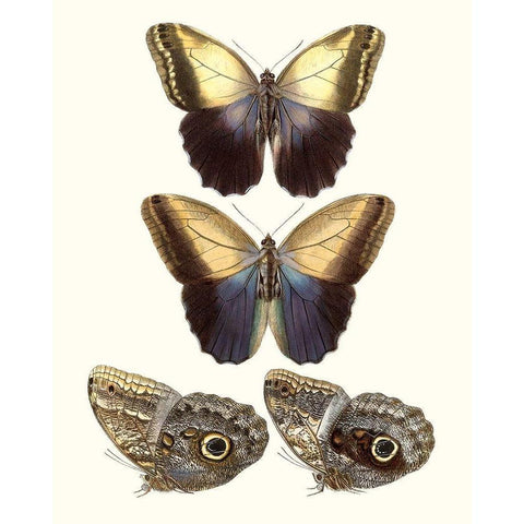 Violet Butterflies III White Modern Wood Framed Art Print by Unknown
